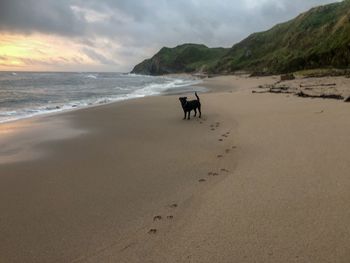 Dog on beach