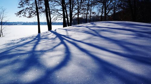 Shadow of trees on snow covered field