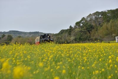 Yellow flowers growing on field against sky