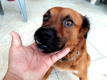 Close-up portrait of dog on floor