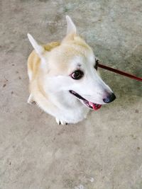 High angle portrait of dog sticking outdoors