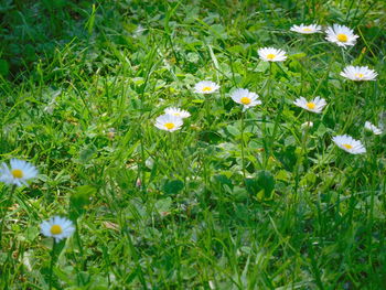 Flowers blooming on field