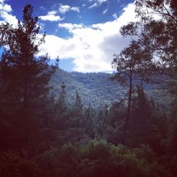 Trees in forest against sky