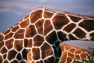 Close-up of giraffe against sky