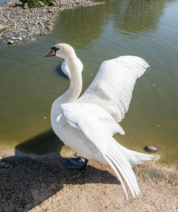 High angle view of swan at lakeshore