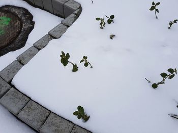 High angle view of plants