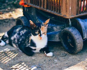 Close-up of cat by lawn mower