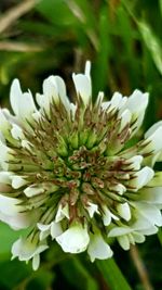 Close-up of white flowers blooming outdoors