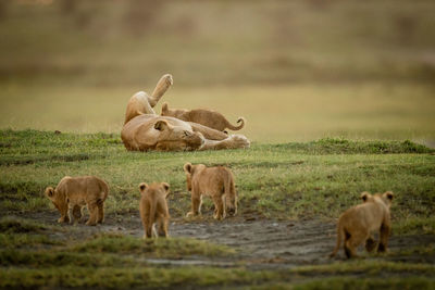 Lion family resting on field