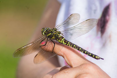 Close-up of hand holding butterfly