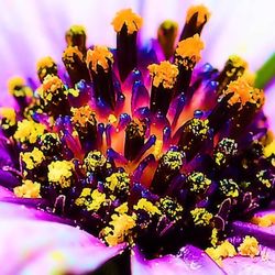 Close-up of purple flower