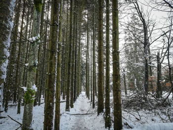 Trees in forest during winter