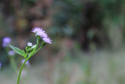 Close-up of flowering plant