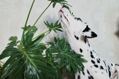 Dog in a plant