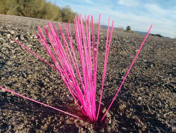 Close-up view of leaves