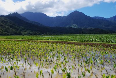 Scenic view of agricultural field against sky