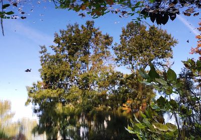 Low angle view of trees against blue sky