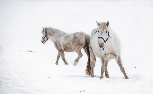 Horses on snow covered land