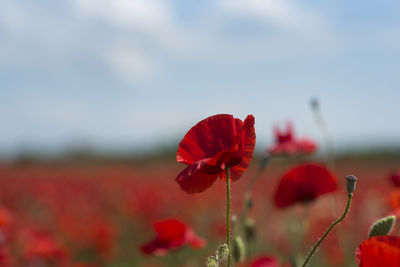 Close-up of red poppy on field against sky