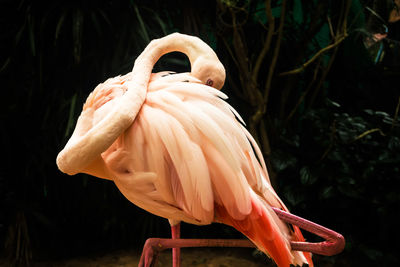 Close-up of a bird