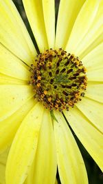 Close-up of yellow flower pollen