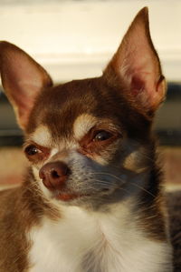 Close-up of a dog looking away