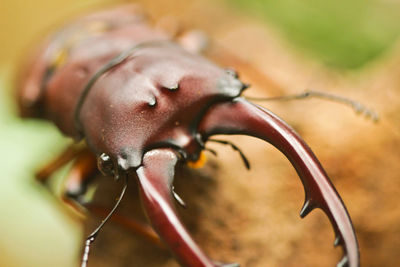 Close-up of insect on leaf