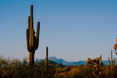 Cactus growing in the desert