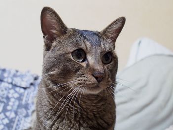 Close-up portrait of cat