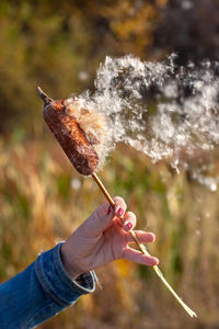 Close-up of hand holding cattail on windy day