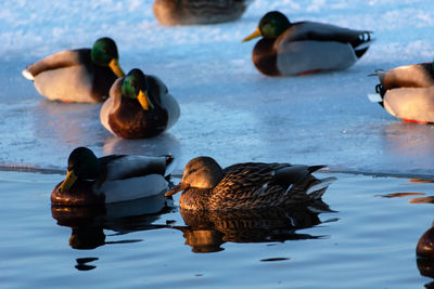 Wild ducks in water and on ice