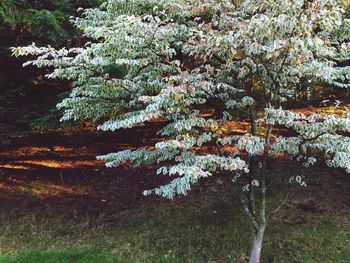 Close-up of pine tree in garden