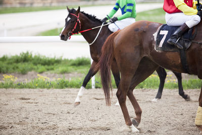 Horse on field