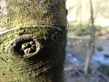 Close-up of rusty tree trunk