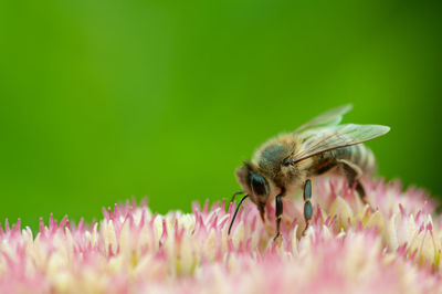 Close-up of butterfly pollinating on pink flower