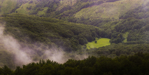 Scenic view of forest