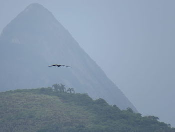 Low angle view of bird flying over mountain against sky