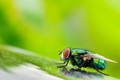 Close-up of housefly perching on leaf