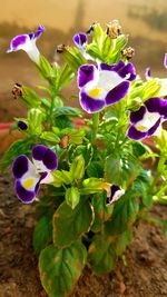 Close-up of purple flowering plant