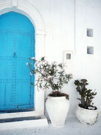 Potted plant on window of building
