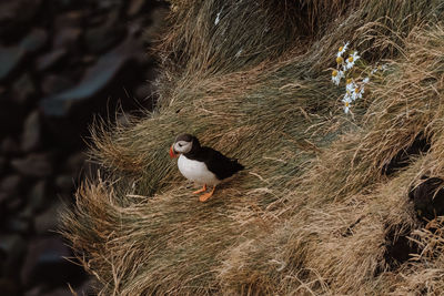 Close-up of bird perching on rock