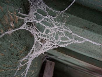 Close-up of spider web on window during winter