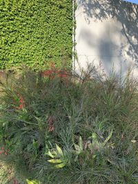 Scenic view of grassy field