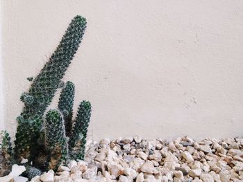 Organ pipe cactus growing on pebbles against wall