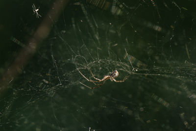 Close-up of spider on web