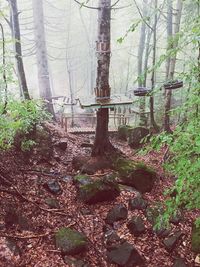 Trees in forest