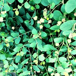 Full frame shot of leaves on field