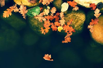 Close-up of autumn leaves floating on lake