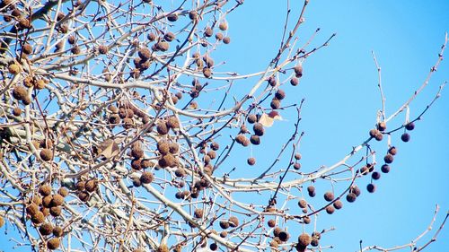 Low angle view of bare tree against sky