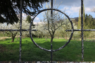 Trees and plants on field seen through fence